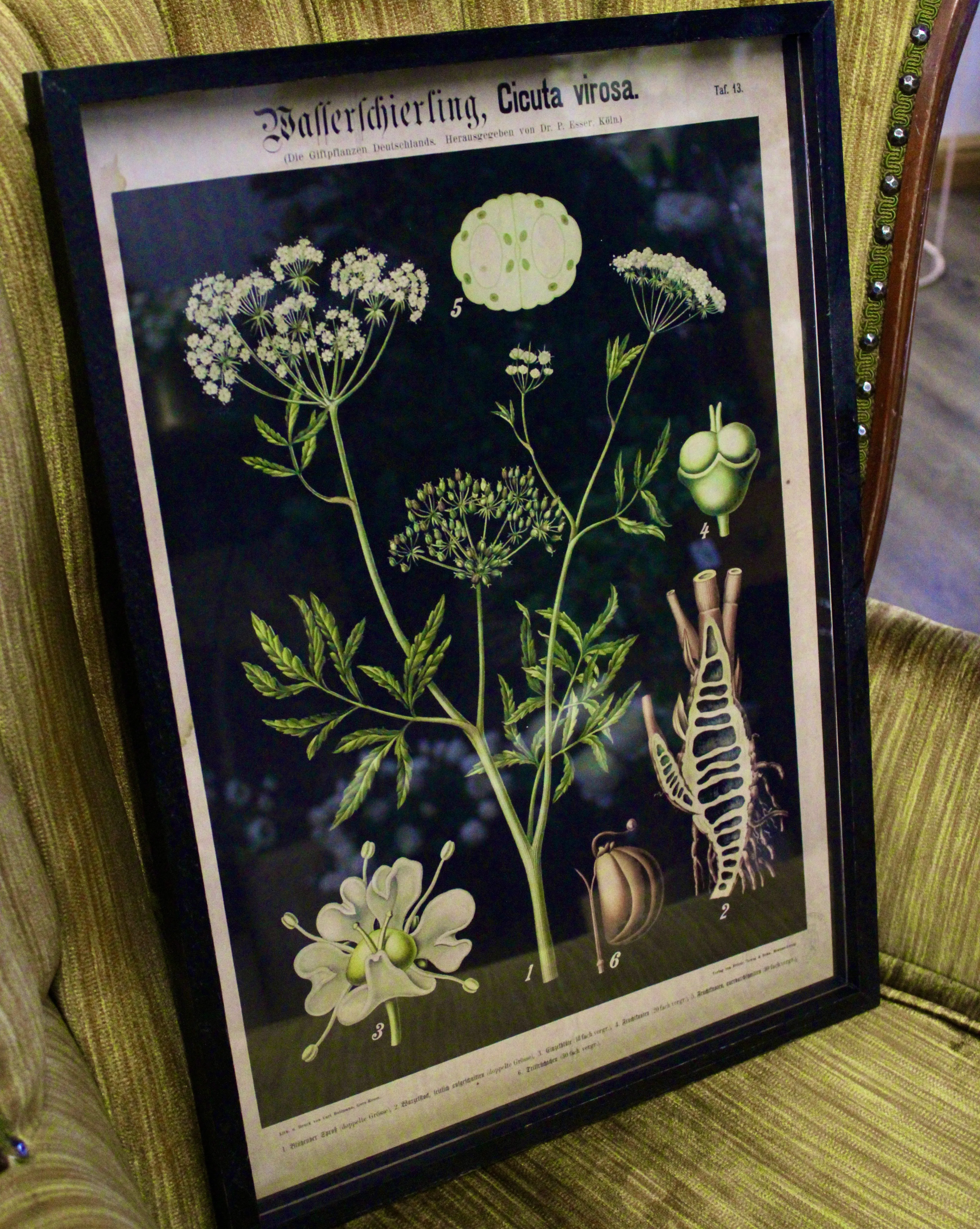 Framed Botanical Prints