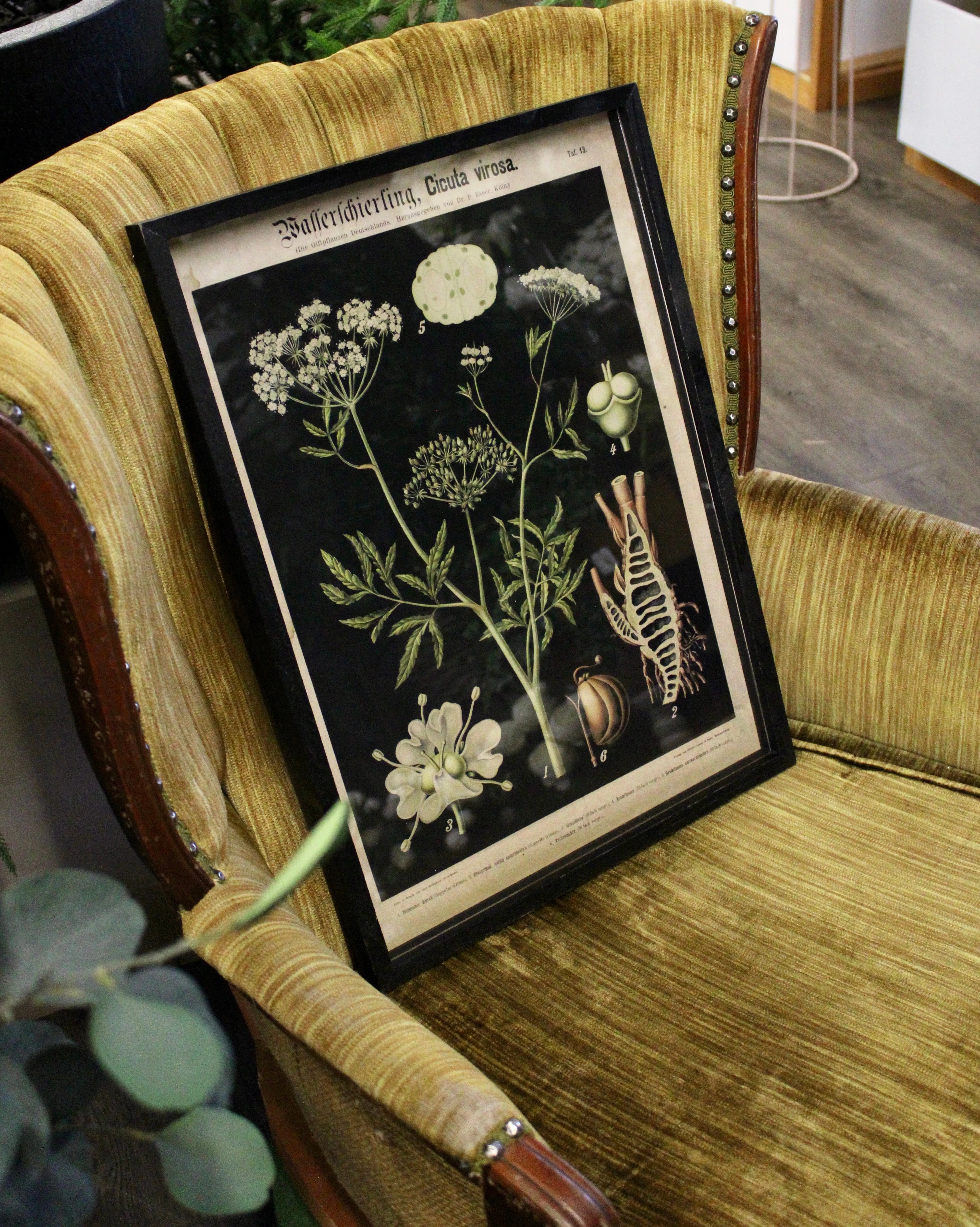 Framed Botanical Prints