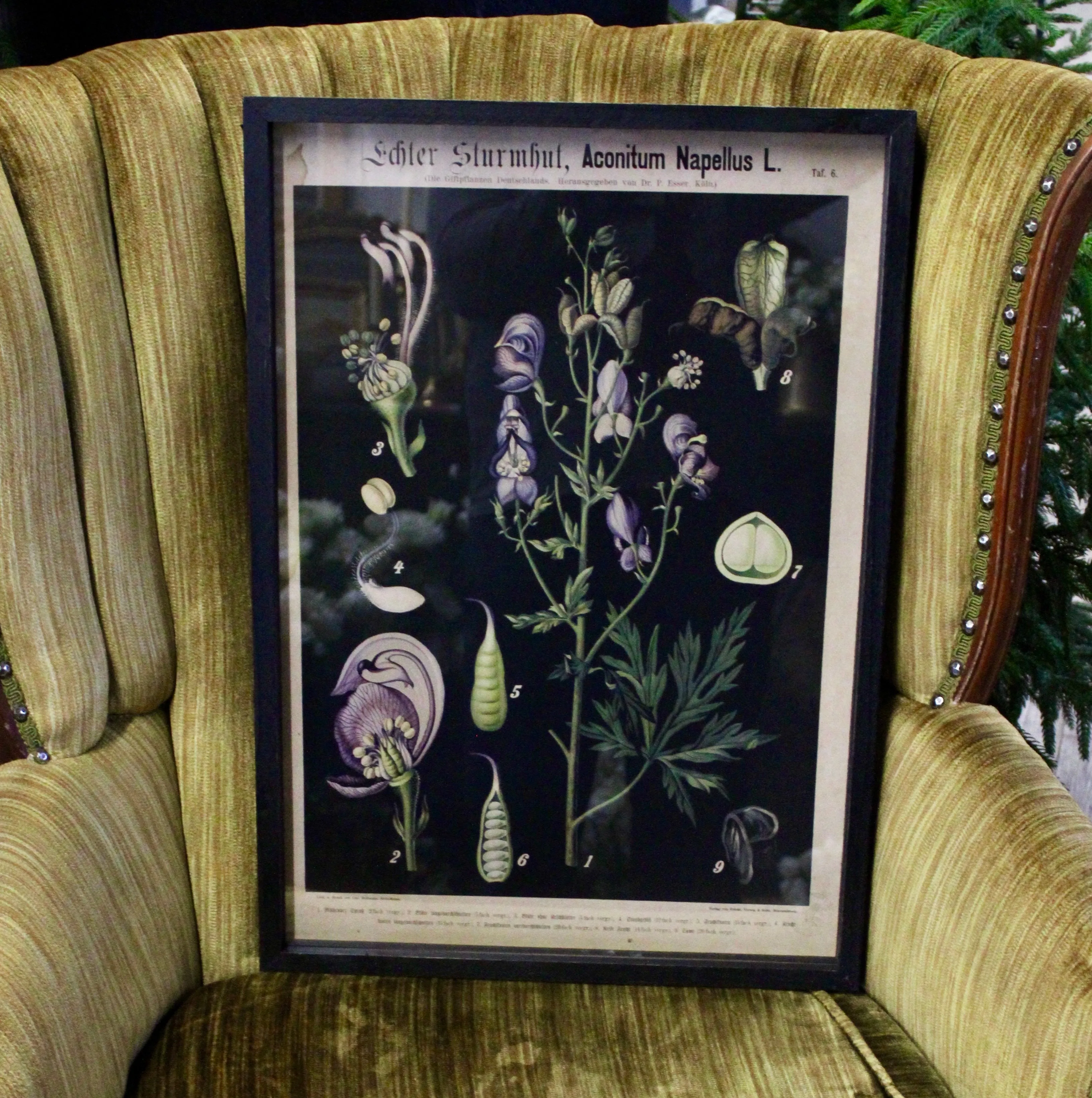 Framed Botanical Prints