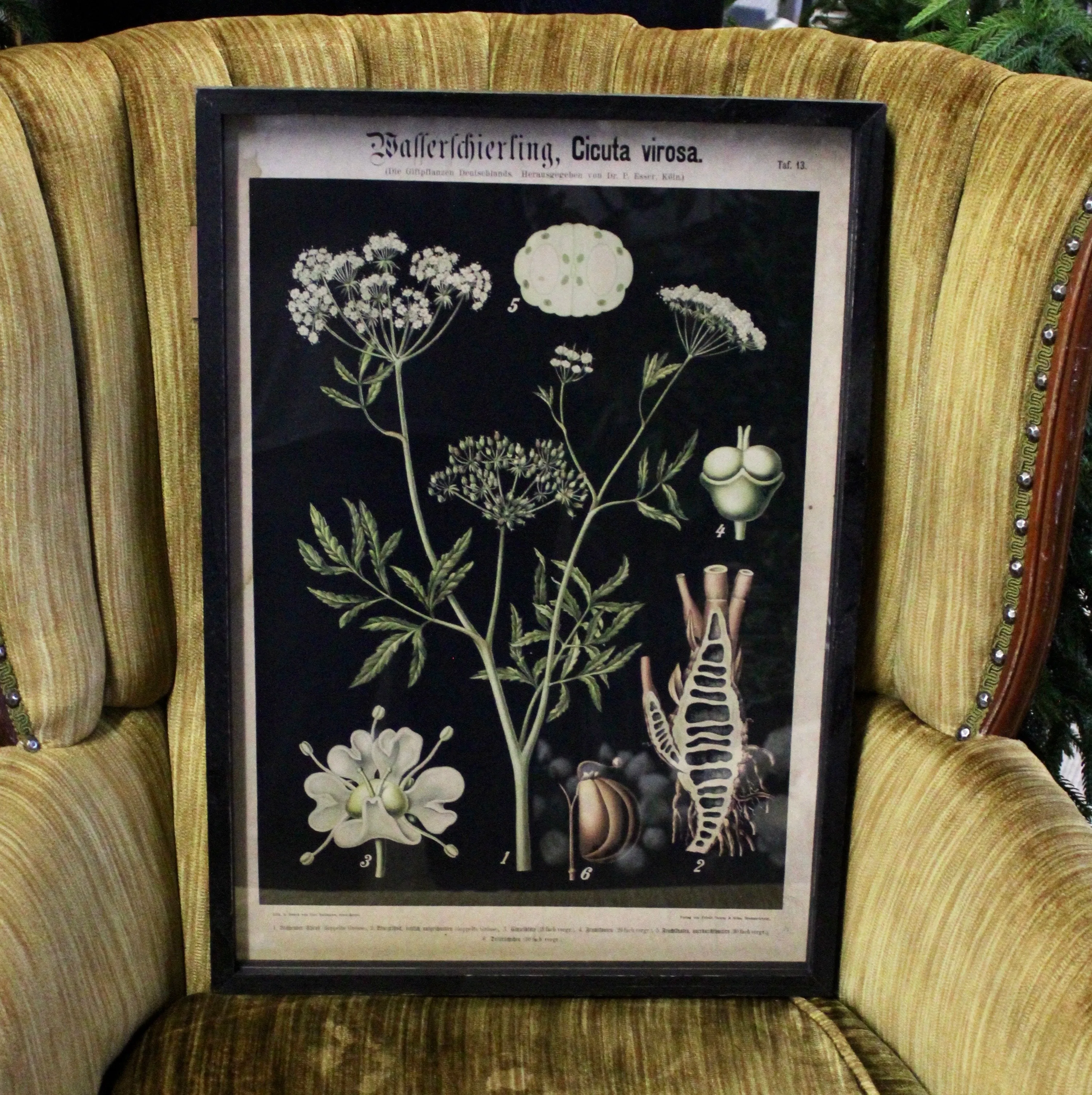 Framed Botanical Prints