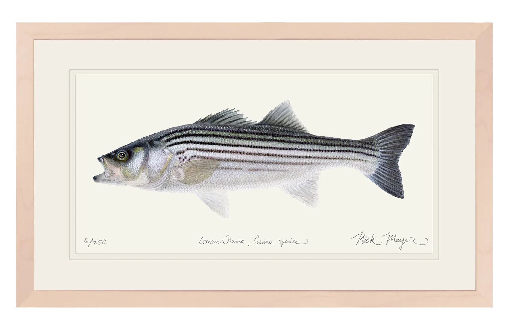 Schoolie Striped Bass Print - Best Seller