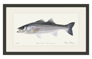 Schoolie Striped Bass Print - Best Seller