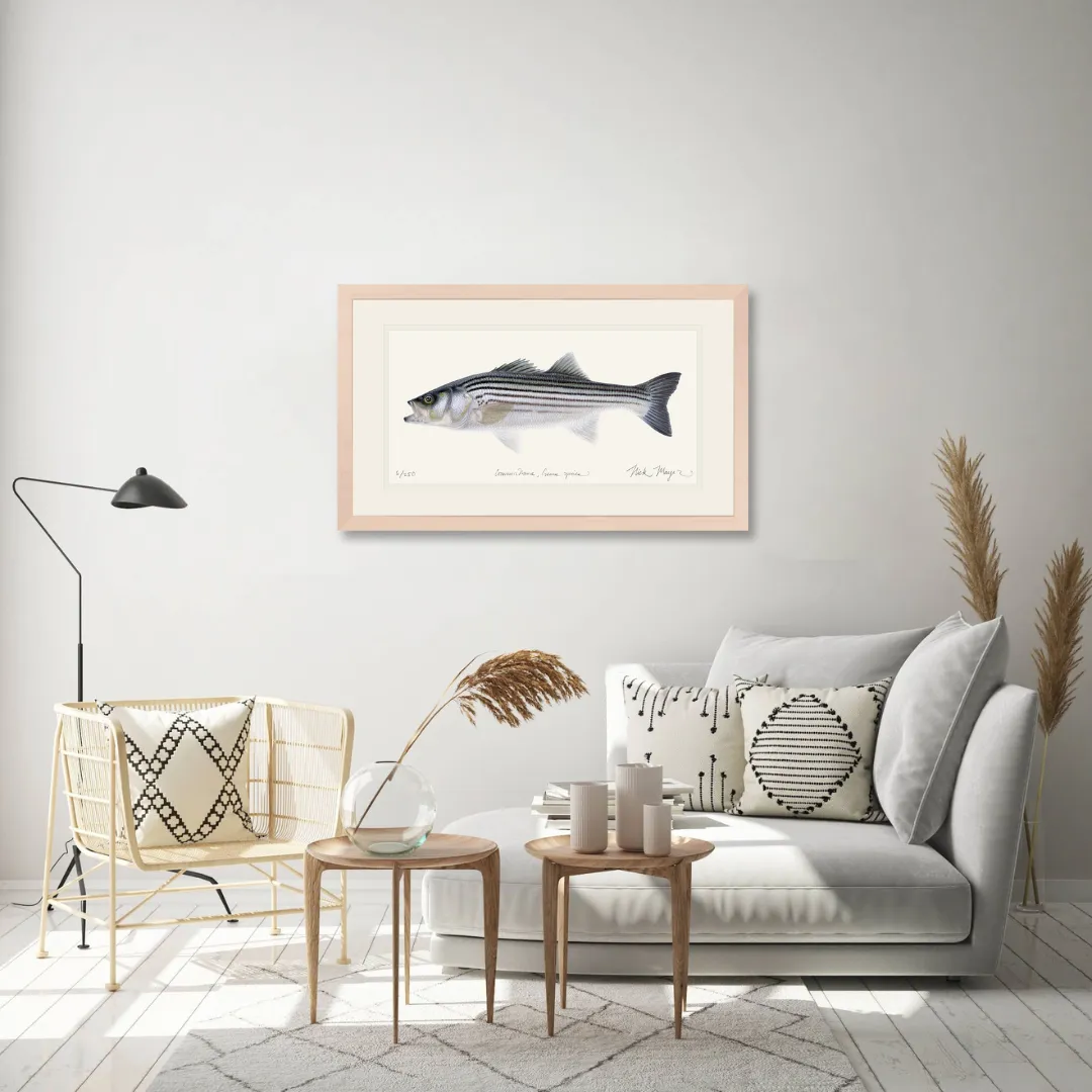 Schoolie Striped Bass Print - Best Seller