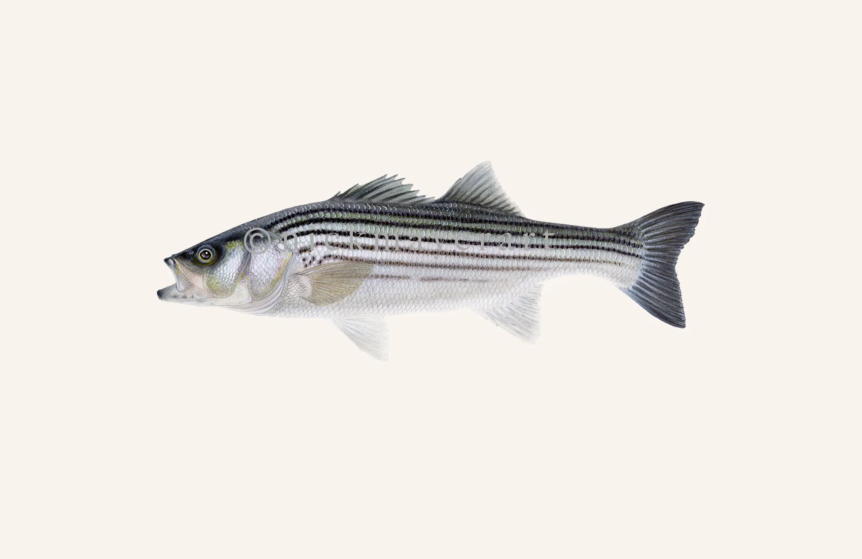 Schoolie Striped Bass Print - Best Seller